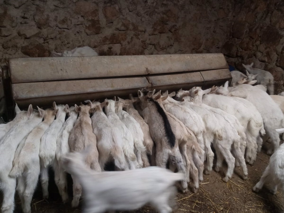 Mataderos de Ciudad Real, Toledo y Cuenca autorizados para sacrificio de animales tras medidas por Viruela Ovina